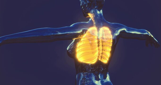Detailed illustration of the human lung anatomy highlighting key respiratory structures. The graphic emphasizes the lungs function and placement within the human body for educational purposes.