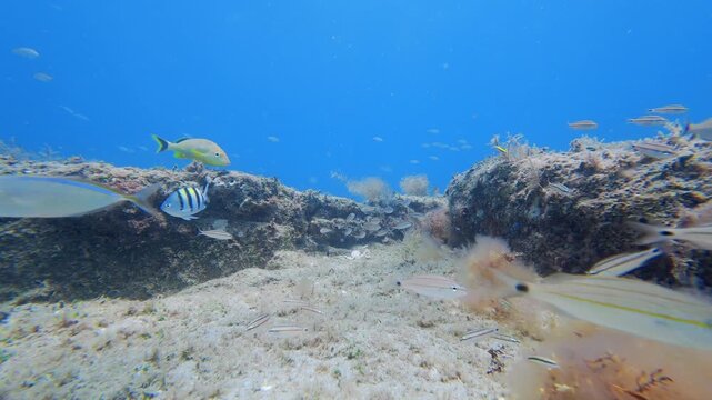 Coral reef with fish