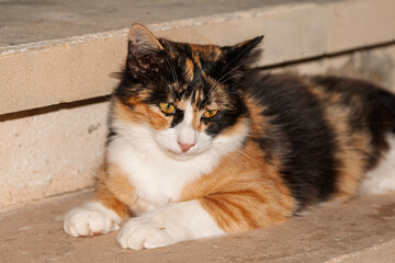  Hauskatze (Felis silvestris catus) © AnnaReinert