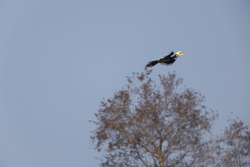 The oriental pied hornbill (Anthracoceros albirostris) is an Indo-Malayan pied hornbill, a large canopy-dwelling bird belonging to the family Bucerotidae © feathercollector