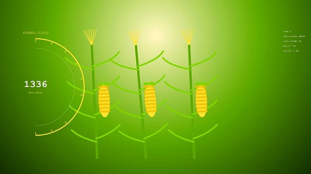 Community garden harvest tracking software interface shows vibrant corn stalk growth stages with digital numeric metrics overlaid upon the seamless green screen digital data monitor display
