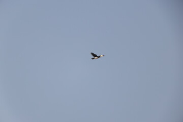 The oriental pied hornbill (Anthracoceros albirostris) is an Indo-Malayan pied hornbill, a large canopy-dwelling bird belonging to the family Bucerotidae © feathercollector