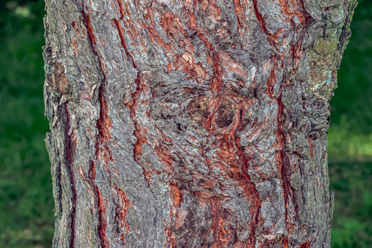 Mature Scots pine bark with prominent knot scars in Nitra