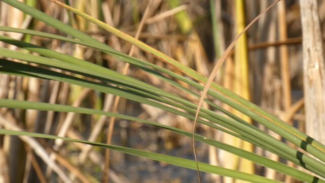 Crossed green cattail leaves close up against dense backdrop of dry brown reed stalks. Soft light, close up, detailed atmosphere. Resilience and Growth. Geometric abstract botanical pattern.