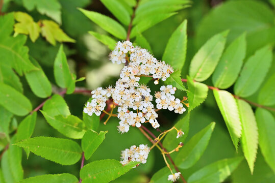 ミヤマナナカマドの花