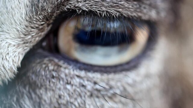 Extreme Macro Close Up of Wild Mouflon Sheep Eye 180fps Captured in Cinematic High Detail Footage