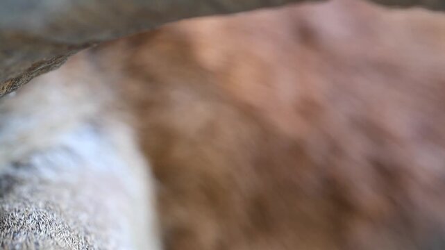 Extreme Macro Close Up Detail of Mouflon Sheep Fur Texture 180fps Captured in Cinematic High Detail Footage