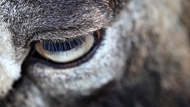 Extreme Macro Close Up of Wild Mouflon Sheep Eye 180fps Captured in Cinematic High Detail Footage