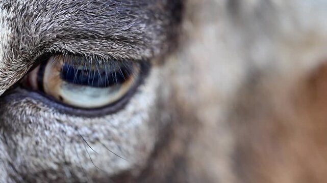 Extreme Macro Close Up of Wild Mouflon Sheep Eye 180fps Captured in Cinematic High Detail Footage