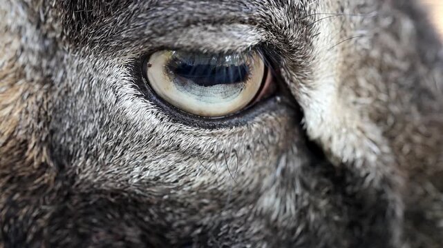 Extreme Macro Close Up of Wild Mouflon Sheep Eye 180fps Captured in Cinematic High Detail Footage