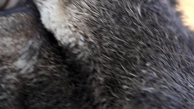 Extreme Macro Close Up of Wild Mouflon Sheep Eye 180fps Captured in Cinematic High Detail Footage