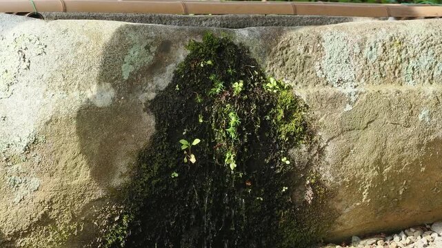 神社の手水舎を流れ落ちる水