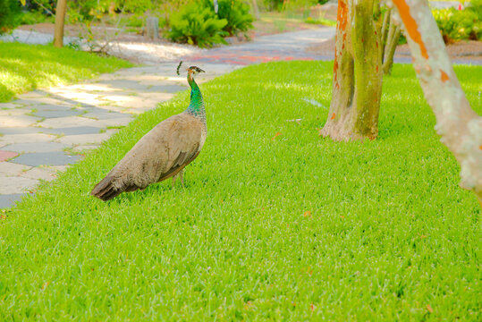 A female peacock (peahen) strolls across a bright green lawn beside a paved stone path in a sunny garden, evoking calm, natural beauty and casual wildlife in a landscaped park setting.
