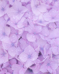 Obraz premium 紫陽花
