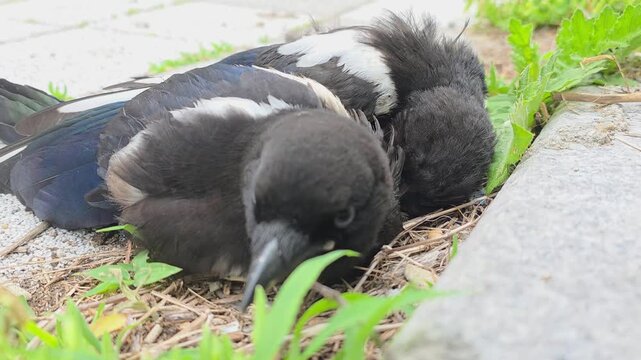 
Eurasian Magpies After an Electrocution Accident Under a Utility Pole - One Dead and One Survivor #002

