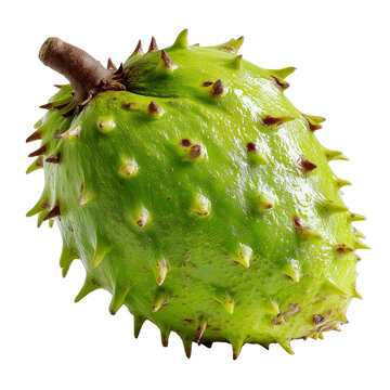 Fresh soursop fruit with green spiky skin isolated on transparent background