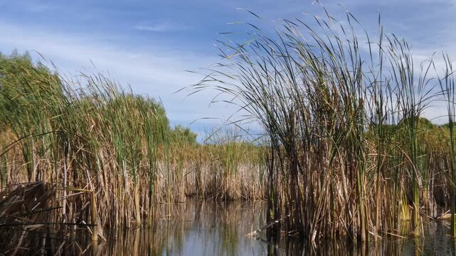 Typha reed (Typha latifolia) tufts growing in swamp water under blue sky with white clouds. Natural lighting, wide shot, windy atmosphere. Freedom and Natural Energy. Dynamic marsh landscape.