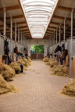 Interior view of a modern horse stable with horses standing in individual stalls and hay placed along the central aisle. Clean equestrian facility showcasing horse care, livestock management and agric
