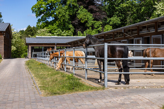 Several horses standing in outdoor paddocks at a modern equestrian facility on a sunny day. Healthy horses near stable buildings in a professional horse breeding and training center. Rural livestock a