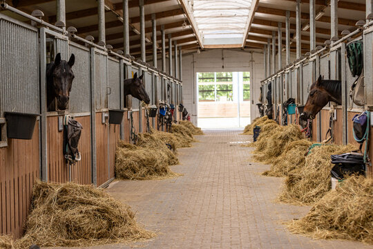 Interior view of a modern horse stable with horses standing in individual stalls and hay placed along the central aisle. Clean equestrian facility showcasing horse care, livestock management and agric