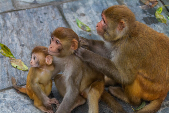 Rhesus Macaque Mother and Babies, Kathmandu Nepal