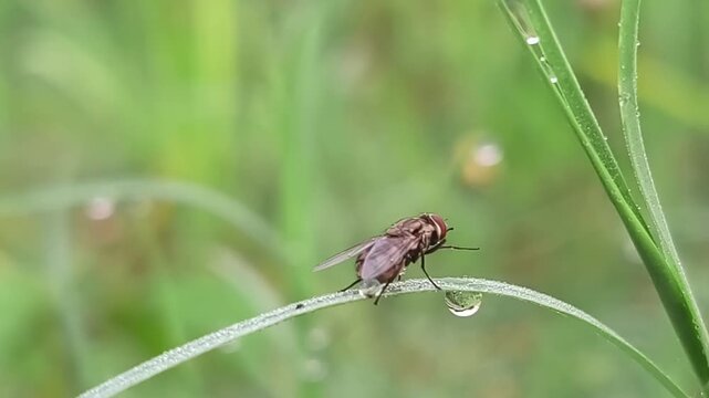a fly on the grass