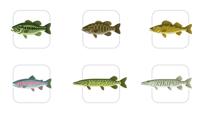 Flat vector icon set of 6 popular fishing tournament fish: largemouth bass, smallmouth bass, trout, walleye, pike, and muskie