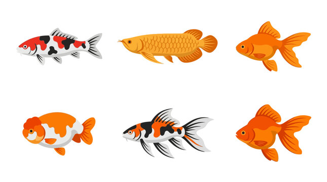 Flat vector icon set of 6 ornamental fish: koi carp, arowana, goldfish, ranchu, butterfly koi, and ryukin 