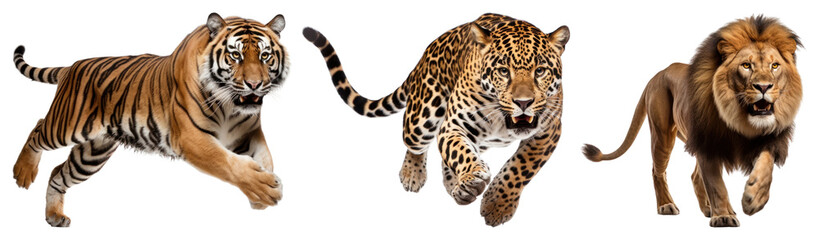 Obraz premium PNG Majestic wild cats in action on transparent background