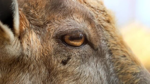 Extreme macro close up of an Astor Markhor wild goat eye gazing forward 180fps Captured in Cinematic High Detail Footage
