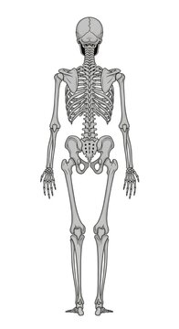 Human skeleton anatomical diagram front view.