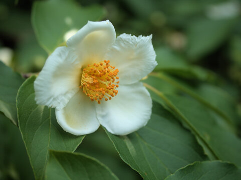 6月に美しく咲いた白いナツツバキの花