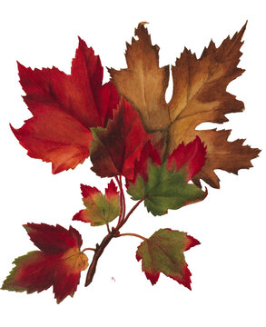 maple leaves isolated on white