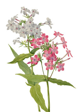 Flower Cluster