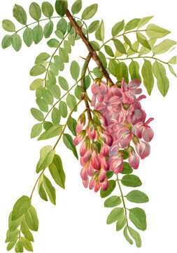 Locust Flower