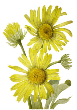 yellow flowers isolated on white