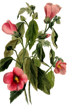 hibiscus or rose of sharon