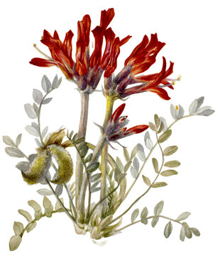 red and yellow flowers