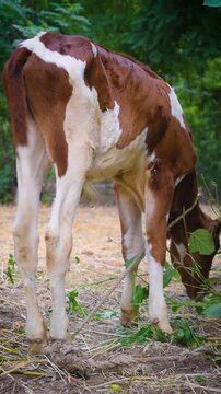 Low angle camera view of spotted dairy calf standing outdoors