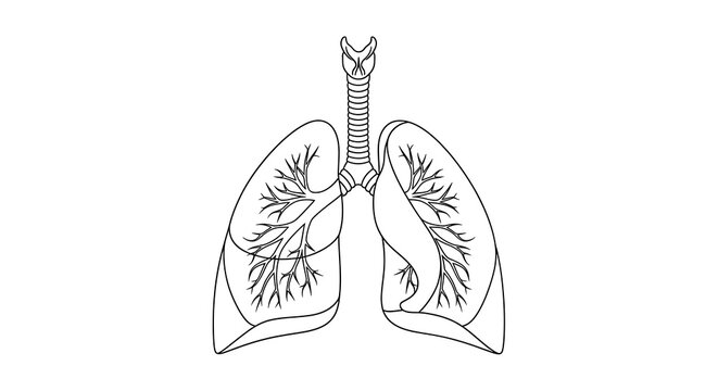 Black and white illustration of lungs with bronchial tree.