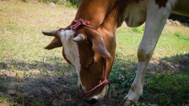 Low angle close up of cattle eating green grass on a bright summer day
