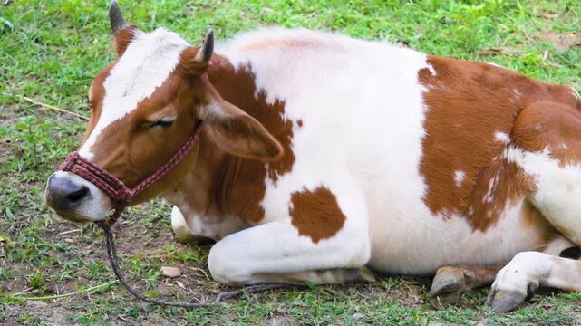 Beautiful young cow resting comfortably on the green grass under the sun
