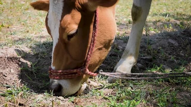 Low angle close up of cattle eating green grass on a bright summer day