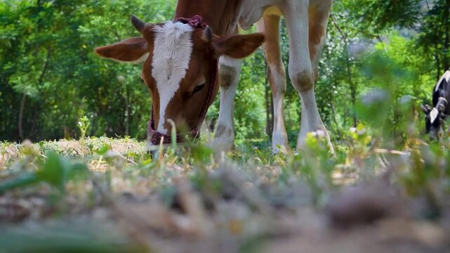 Close up video of a spotted farm animal feeding on fresh green grass