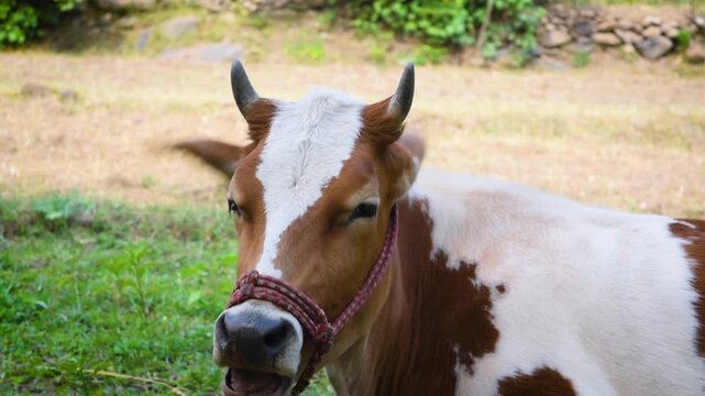 Front view of a brown and white cow looking directly at the camera on a sunny day