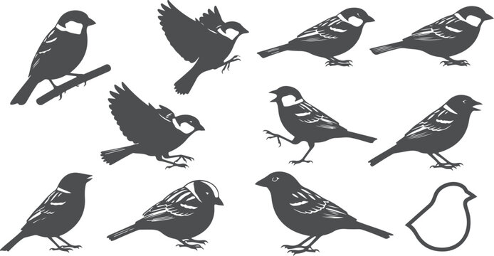 Sparrow bird silhouettes and outlines, various poses flying and perched, small songbird vector art.