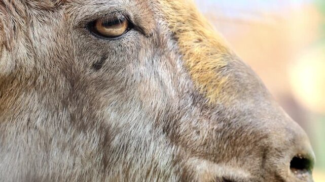 Close up profile shot of an Astor Markhor wild goat mouth and beard muzzle detail 180fps Captured in Cinematic High Detail Footage