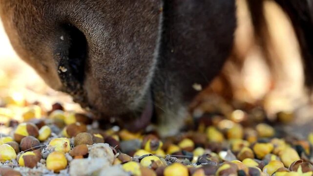 Extreme macro close up of an Astor Markhor eating grains and food pellets 180fps Captured in Cinematic High Detail Footage