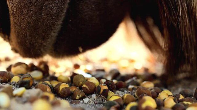 Extreme macro close up of an Astor Markhor eating grains and food pellets 180fps Captured in Cinematic High Detail Footage