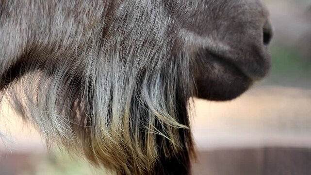 Close up profile shot of an Astor Markhor wild goat mouth and beard muzzle detail 180fps Captured in Cinematic High Detail Footage